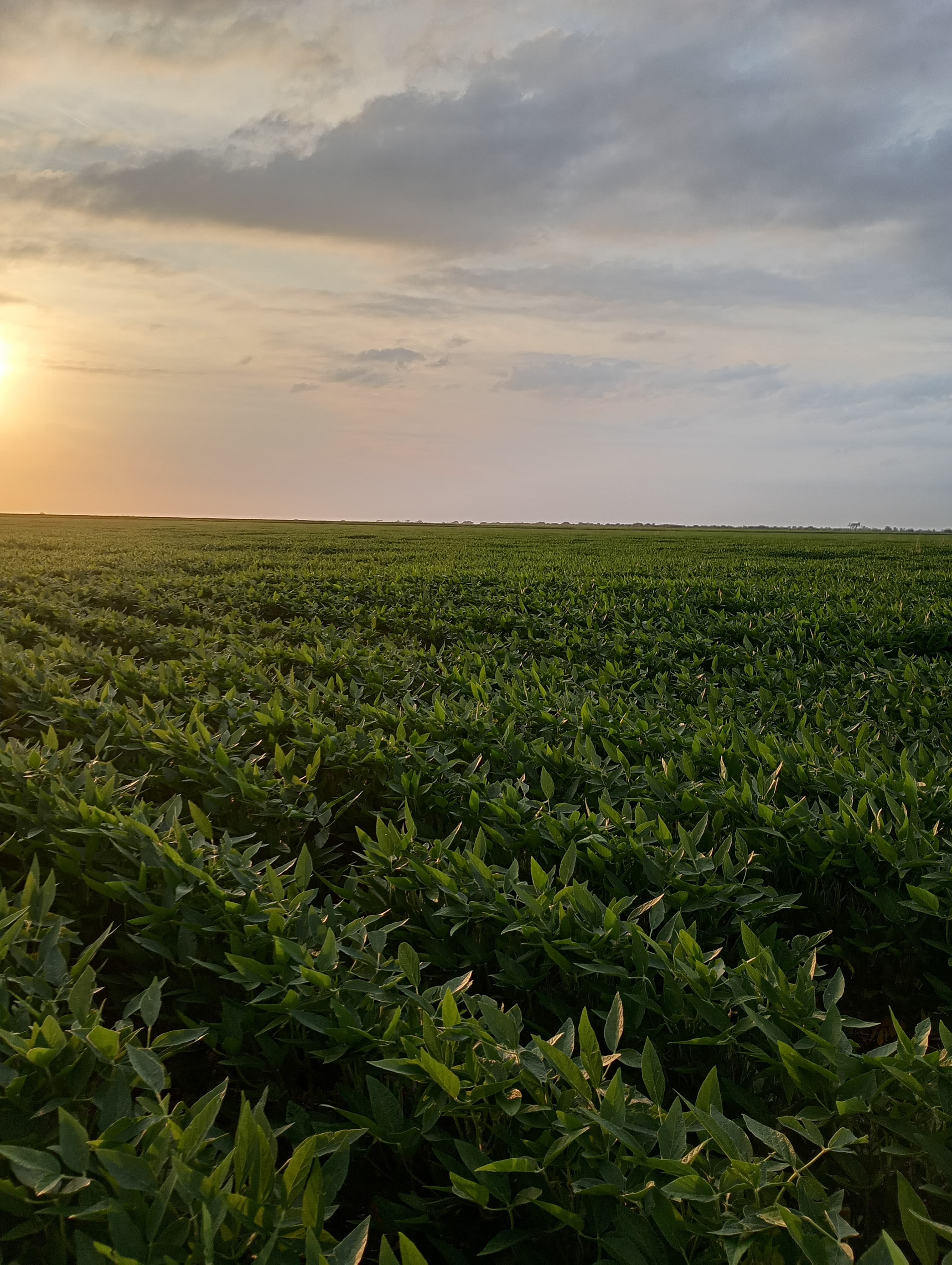 Campos agrícolas de La Galesa